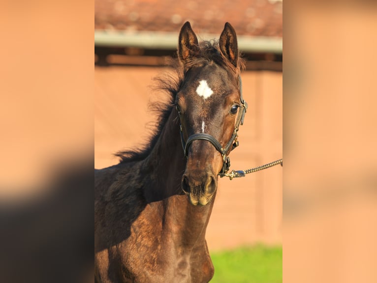 Trakehnare Hingst Föl (01/2024) Rökfärgad svart in Uslar