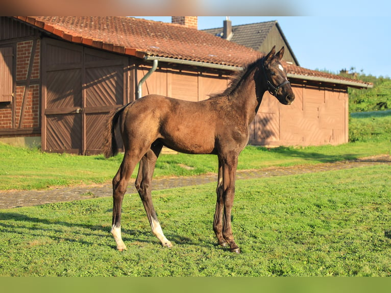 Trakehnare Hingst Föl (01/2024) Rökfärgad svart in Uslar