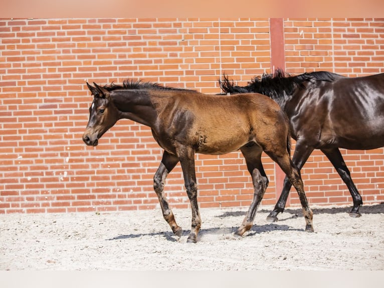 Trakehnare Hingst Föl (03/2024) Rökfärgad svart in Freren