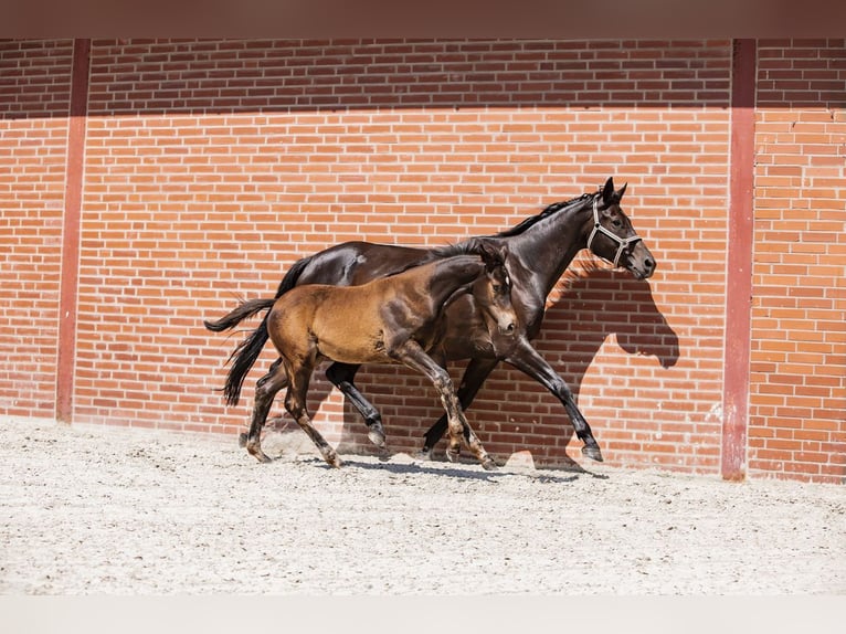 Trakehnare Hingst Föl (03/2024) Rökfärgad svart in Freren