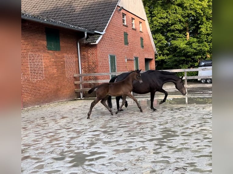 Trakehnare Hingst Föl (03/2024) Rökfärgad svart in Freren