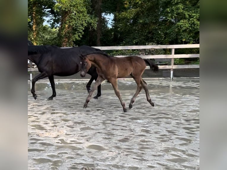 Trakehnare Hingst Föl (03/2024) Rökfärgad svart in Freren