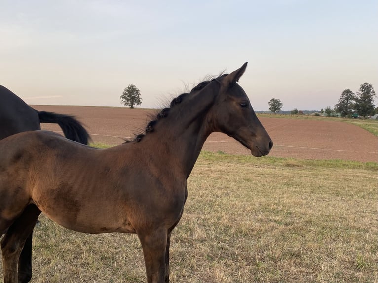 Trakehnare Hingst Föl (05/2024) Svart in Jahnsdorf/Erzgebirge