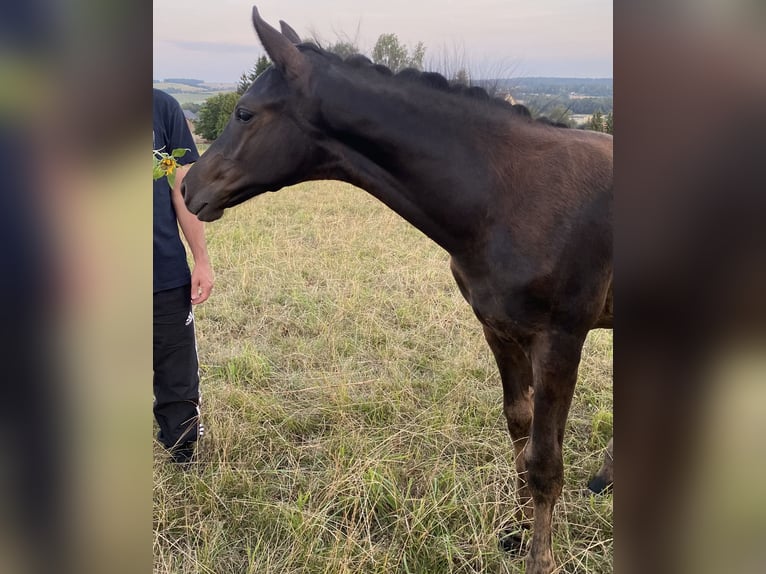 Trakehnare Hingst Föl (05/2024) Svart in Jahnsdorf/Erzgebirge