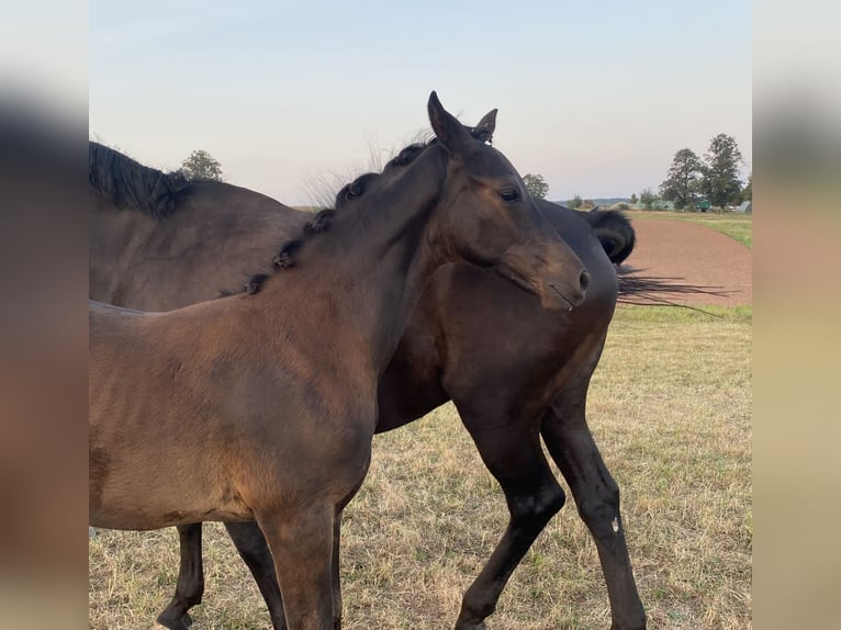 Trakehnare Hingst Föl (05/2024) Svart in Jahnsdorf/Erzgebirge