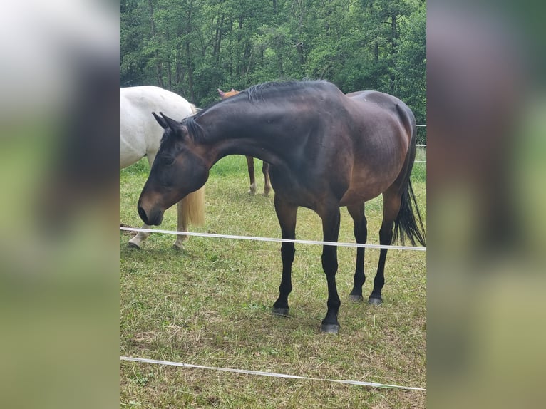 Trakehnare Sto 12 år 168 cm Brun in Hallgarten