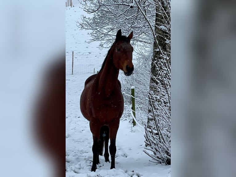 Trakehnare Sto 13 år 163 cm Brun in Nümbrecht