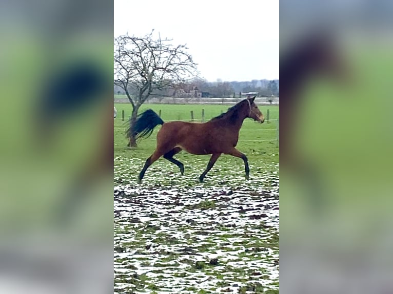 Trakehnare Sto 13 år 165 cm Brun in Oelde