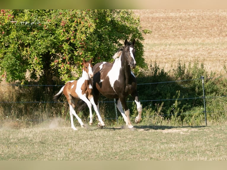 Trakehnare Sto 13 år 165 cm Pinto in Wolfhagen