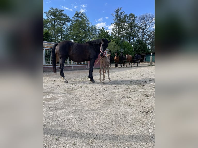 Trakehnare Sto 14 år 166 cm Rökfärgad svart in Frankenthal