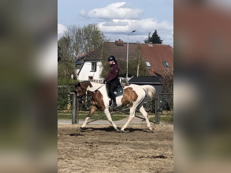 Trakehnare Sto 16 år 166 cm Pinto in Parkentin