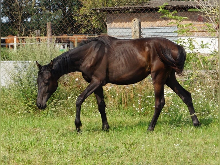 Trakehnare Sto 1 år 167 cm Svart in Sperenberg