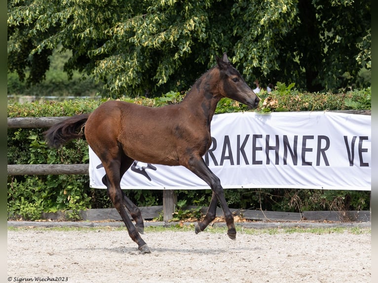 Trakehnare Sto 1 år 168 cm Svart in Löbau