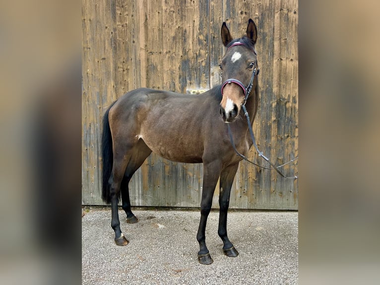 Trakehnare Sto 2 år 147 cm Brun in Pelmberg