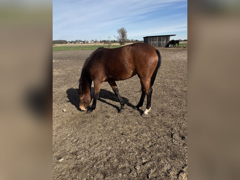 Trakehnare Sto 2 år 163 cm Brun in Päwesin