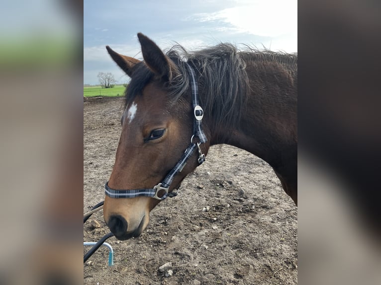 Trakehnare Sto 2 år 163 cm Brun in Päwesin