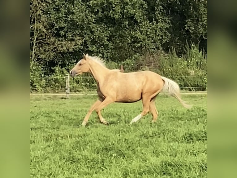 Trakehnare Sto 2 år 165 cm Palomino in Schwarzenbek