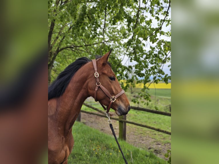 Trakehnare Sto 3 år 158 cm Brun in Uslar