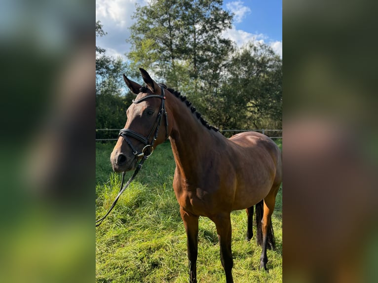 Trakehnare Sto 3 år 163 cm Brun in Schlangen