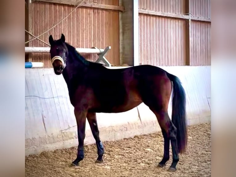 Trakehnare Sto 3 år 163 cm Brun in Schlangen