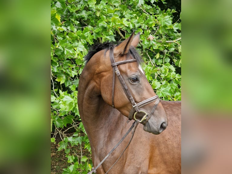 Trakehnare Sto 4 år 163 cm Brun in Majenfelde