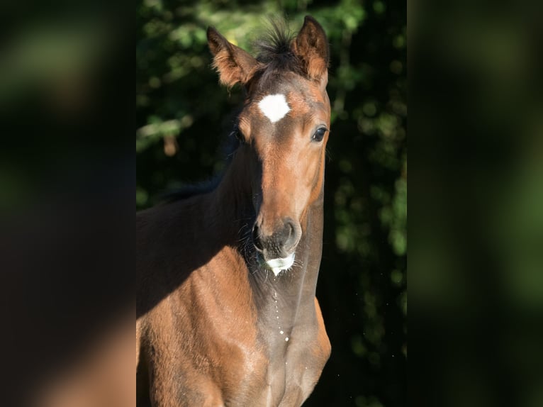 Trakehnare Sto 4 år 164 cm Brun in Majenfelde