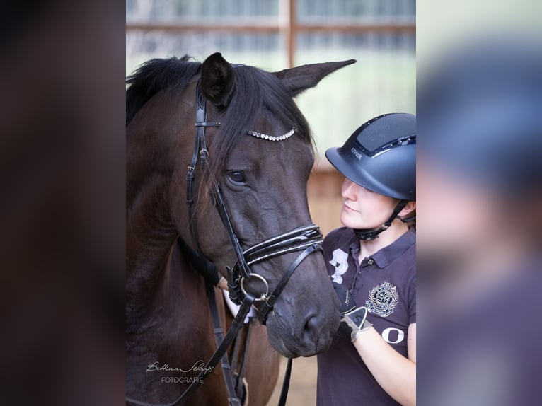 Trakehnare Sto 4 år 169 cm Svart in Bad Wildungen