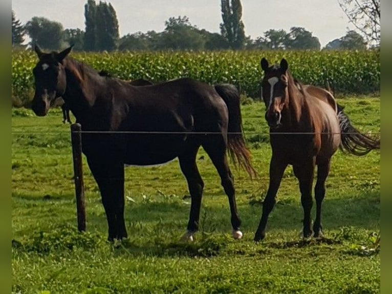 Trakehnare Sto 4 år 174 cm Rökfärgad svart in Kleve