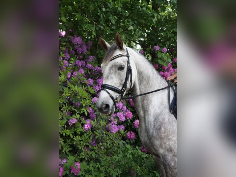 Trakehnare Sto 5 år 165 cm Grå in Alveslohe