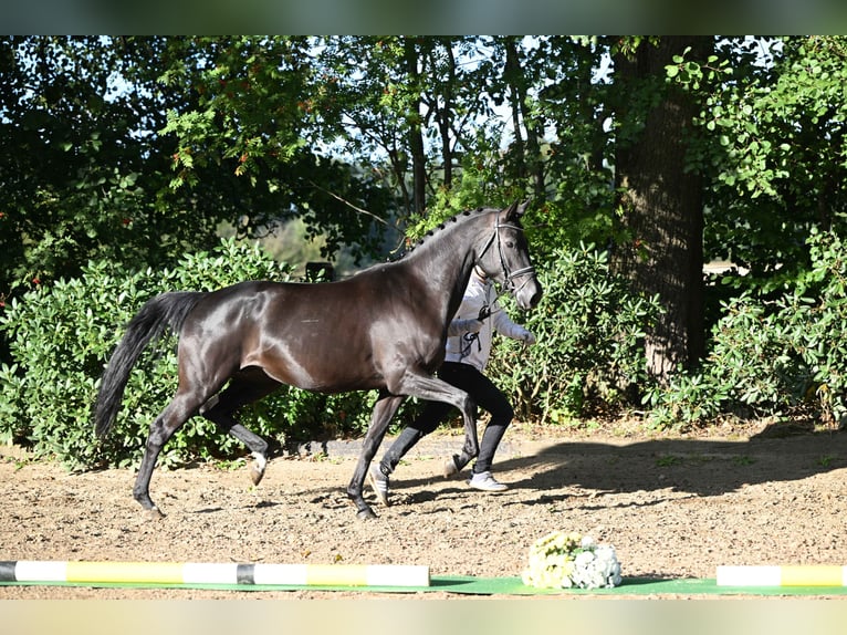 Trakehnare Sto 5 år 167 cm Svart in Neumünster