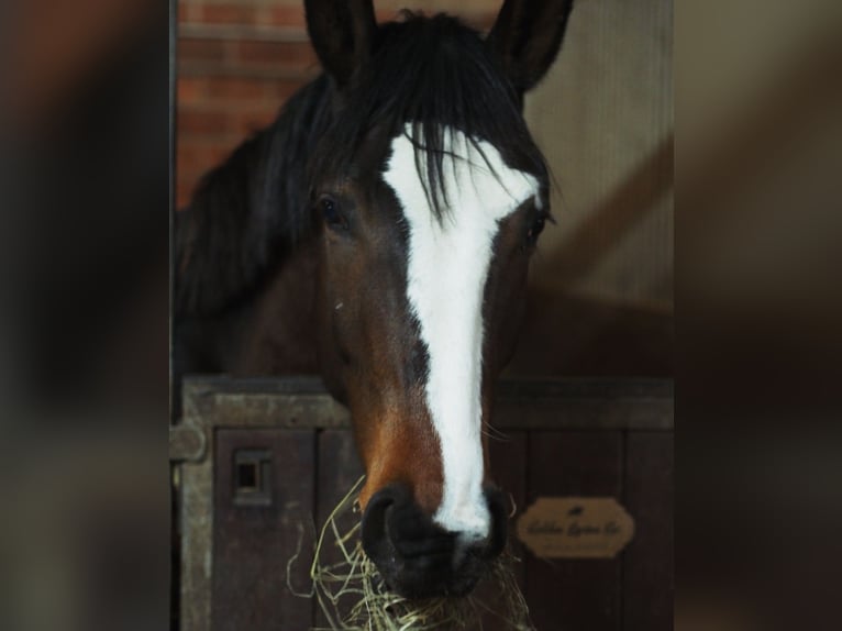 Trakehnare Blandning Sto 5 år 168 cm Pinto in Harsewinkel