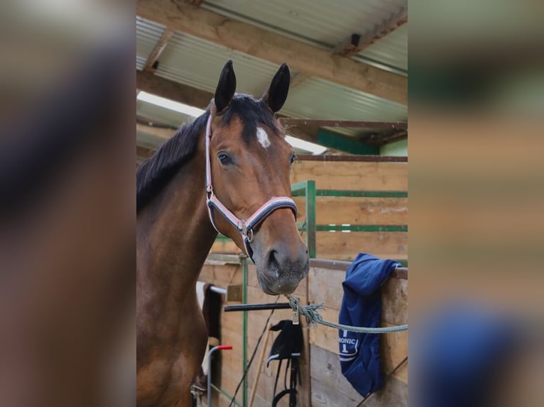 Trakehnare Blandning Sto 6 år 163 cm Brun in Hameln