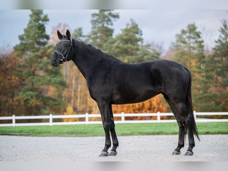 Trakehnare Sto 7 år 164 cm Rökfärgad svart in Barłomino