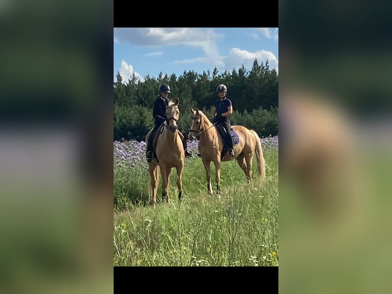 Trakehnare Sto 7 år 165 cm Palomino in Rathenow