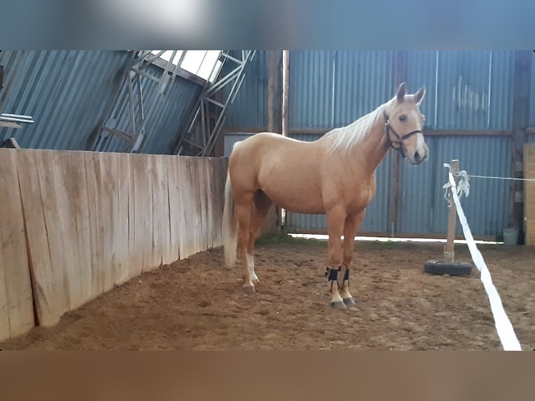 Trakehnare Blandning Sto 9 år 163 cm Palomino in Rathenow