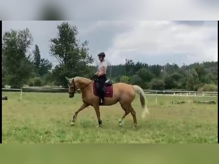 Trakehnare Blandning Sto 9 år 163 cm Palomino in Rathenow