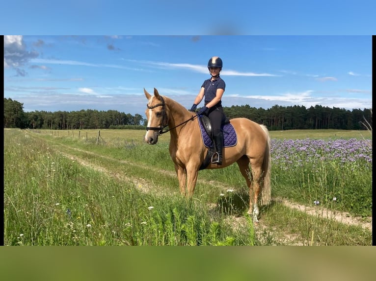 Trakehnare Blandning Sto 9 år 163 cm Palomino in Rathenow