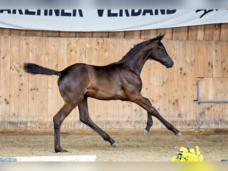 Trakehnare Sto Föl (06/2024) 168 cm Rökfärgad svart in Dillenburg