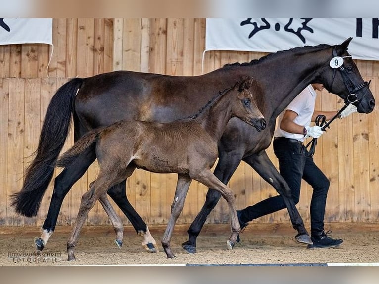 Trakehnare Sto Föl (06/2024) 168 cm Svart in Erlensee