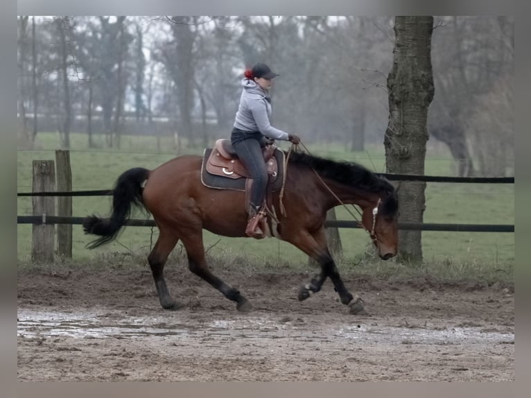 Trakehnare Blandning Valack 11 år 172 cm Brun in Emmerich