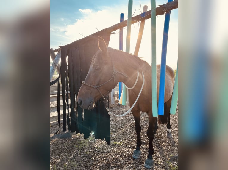 Trakehnare Valack 12 år 173 cm Brun in Brnířov / Kdyne