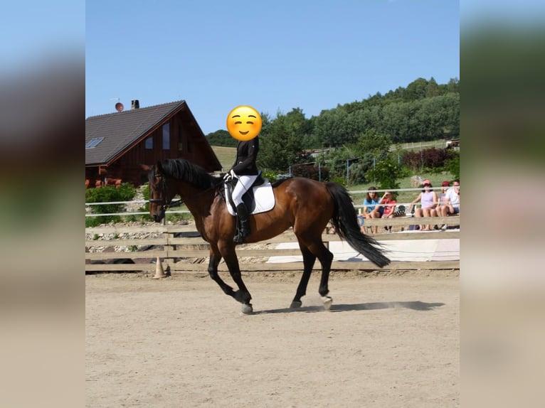 Trakehnare Valack 12 år 173 cm Brun in Brnířov / Kdyne