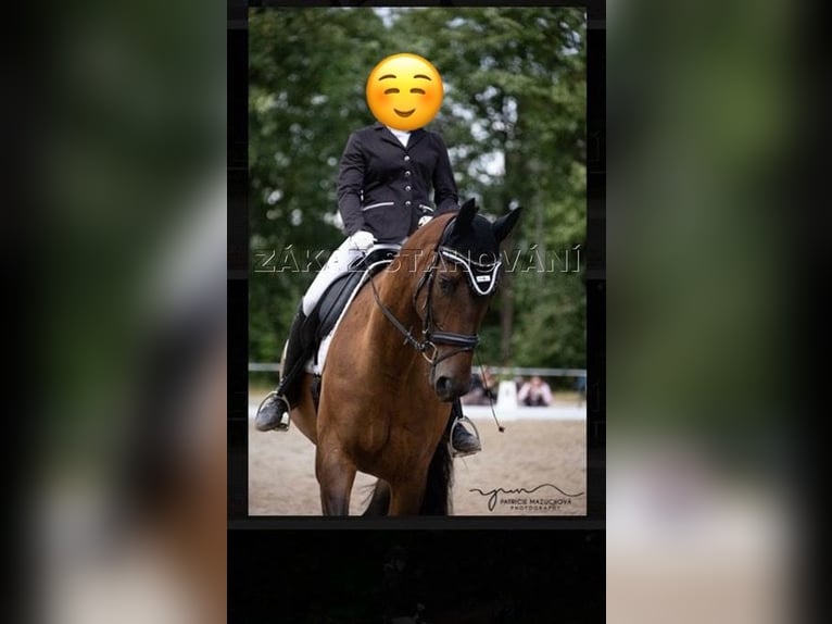 Trakehnare Valack 12 år 173 cm Brun in Brnířov / Kdyne