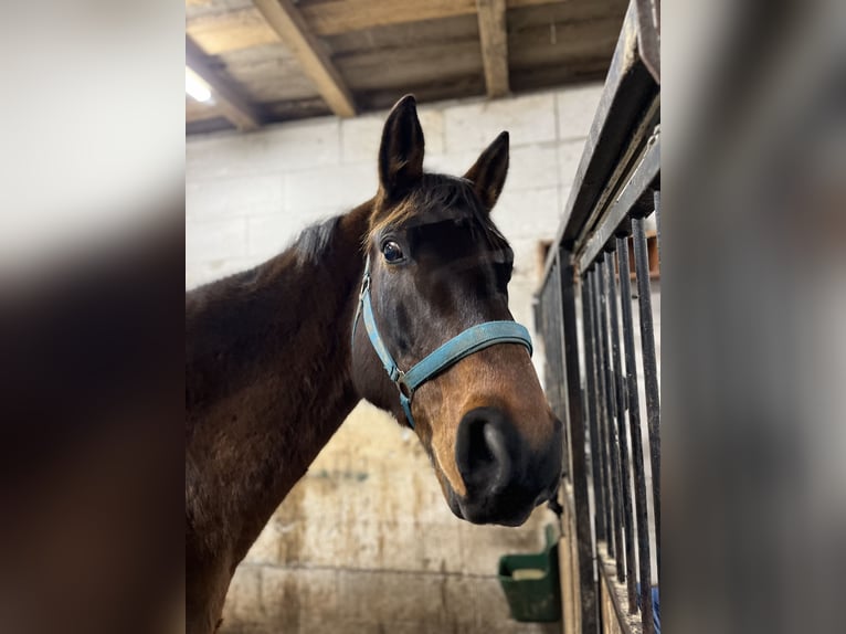 Trakehnare Valack 12 år 173 cm Brun in Brnířov / Kdyne