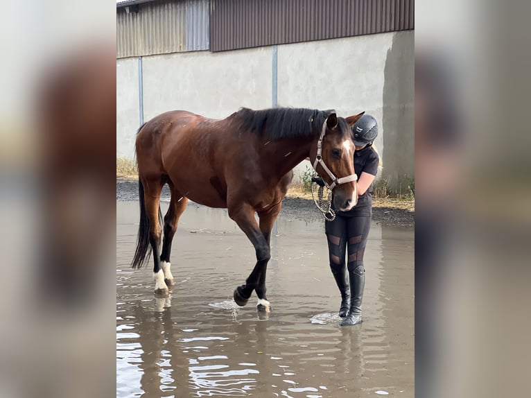 Trakehnare Valack 12 år 174 cm Brun in Hattersheim