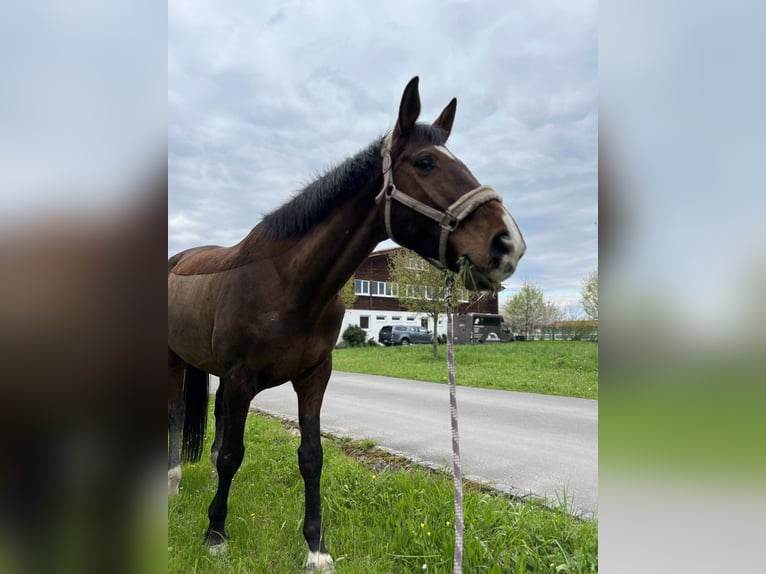 Trakehnare Valack 12 år 174 cm Brun in Hattersheim