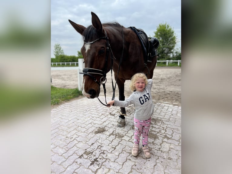 Trakehnare Valack 12 år 174 cm Brun in Hattersheim