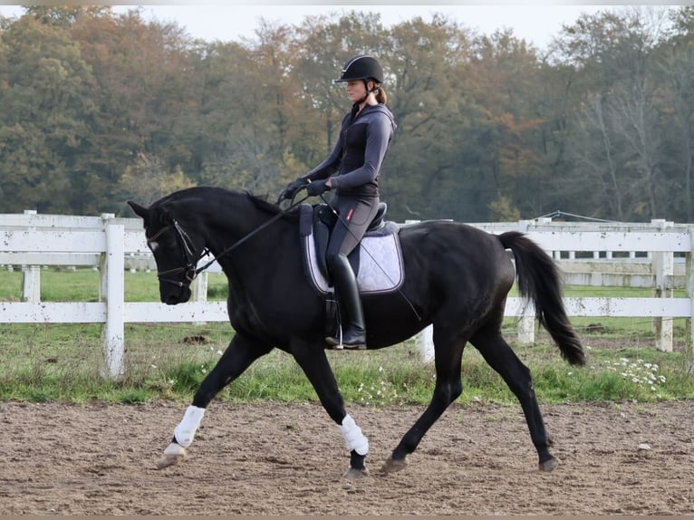 Trakehnare Valack 15 år 165 cm Svart in Bad Oldesloe