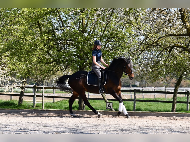 Trakehnare Valack 16 år 160 cm in Halle