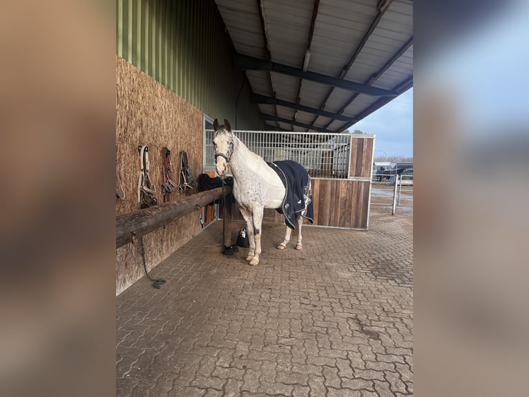 Trakehnare Blandning Valack 16 år 163 cm Pinto in Heist